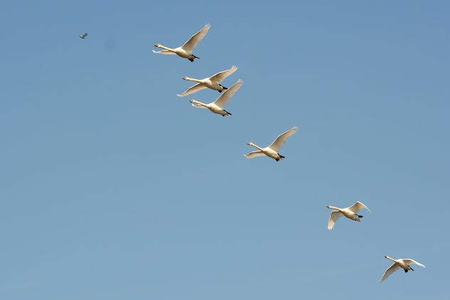 Swans flying - image gratuit #281015 