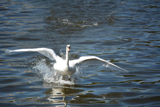 Swan on the lake - image #281035 gratis