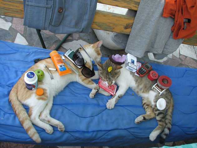Stuff on cats - image #281075 gratis