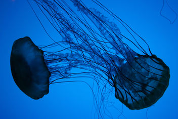 Sea Nettles - image #281155 gratis
