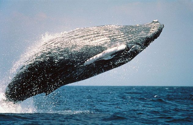 Humpback whale - Free image #281175