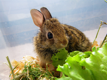 Bunny Rehabber (Hoppity) - Free image #281205