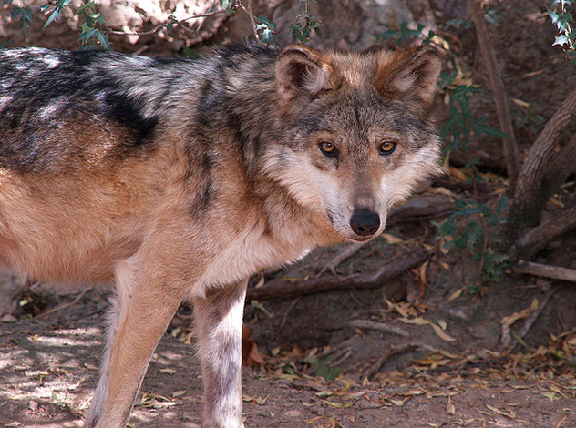 Mexican Wolf 003 - Free image #281225