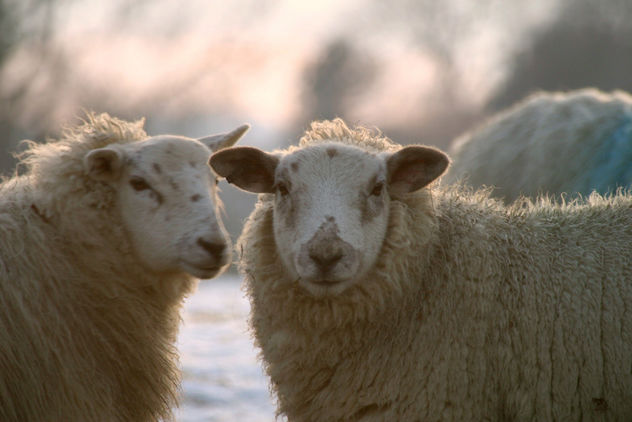 Sheep - image #281235 gratis