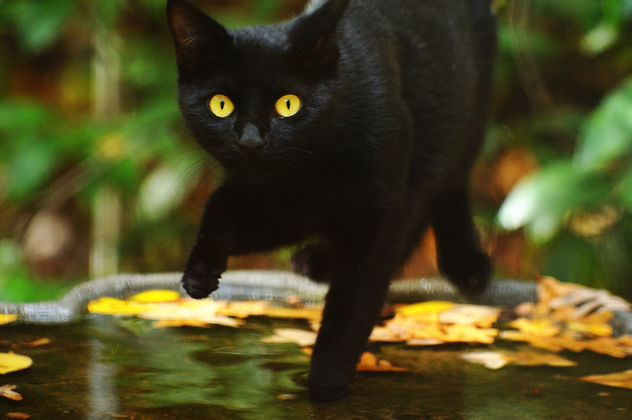 Black Cat in Birdbath - Free image #281285