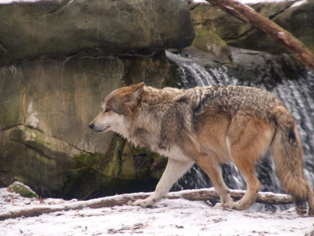 Mexican Gray Wolf - Free image #281295