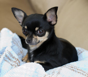 Buddy the Chihuahua - Free image #281315