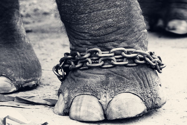 CHAINED!!! - Free image #281325