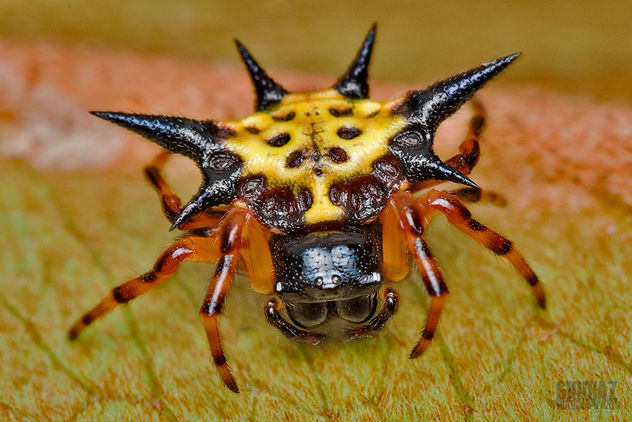Spiny Orb Weaver Spider On A Dry Leaf - Kostenloses image #281345