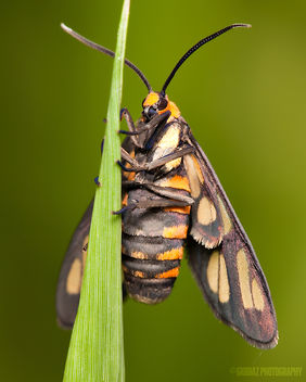 White Antenna Wasp Moth [Amata nigriceps] - бесплатный image #281505