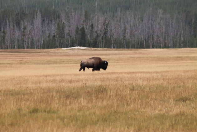 Bison in Meadow; Yellowstone National Park - Free image #281545