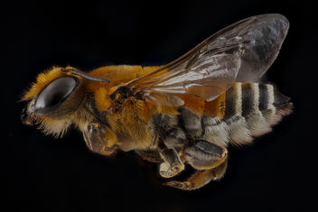 Megachile lanata, female, side_2012-06-26-16.47.02 ZS PMax - Free image #281575