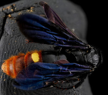Scolia dubia, M, back, Anne Arundel County, Maryland_2012-09-25-15.49.03 ZS PMax - image #281615 gratis