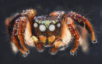Cuvette spider, U, face_2012-12-12-14.30.23 ZS PMax - image #281625 gratis