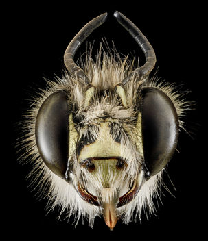 Anthophora plumipes, M, Head, N.A_2013-04-19-14.28.22 ZS PMax - image gratuit #281755 