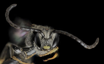Lasioglossum truncatum, M, Face, MD, Cecil County_2013-07-10-17.31.59 ZS PMax - бесплатный image #282055
