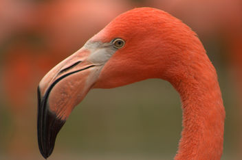 Red flamingo - бесплатный image #282265