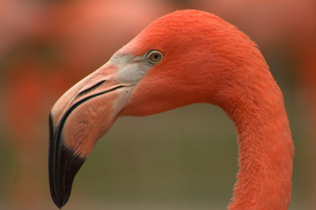 Red flamingo - Kostenloses image #282265