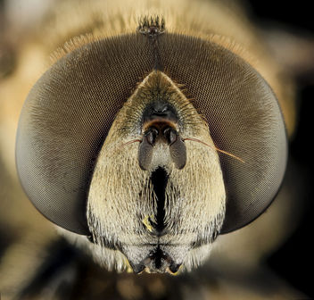 Syrphid Fly2, Face, MD, Beltsville_2013-09-28-18.36.26 ZS PMax - image #282475 gratis