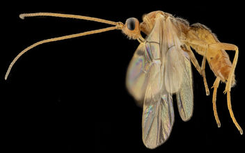 Braconid wasp,U,side,Md, Prince Georges County_2014-04-11-10.56.54 ZS PMax - бесплатный image #282595