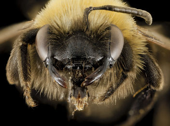Andrena milwaukeensis, F, Face, Hancock co., Brooklin_2014-01-06-14.40.01 ZS PMax - Kostenloses image #282615