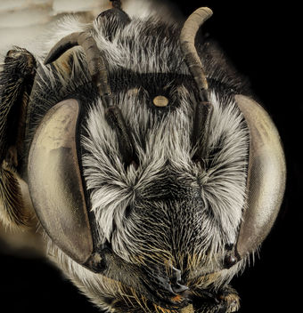 Megachile addenda, F, Face, NJ, Monmouth County_2014-04-25-13.39.38 ZS PMax - image gratuit #282655 