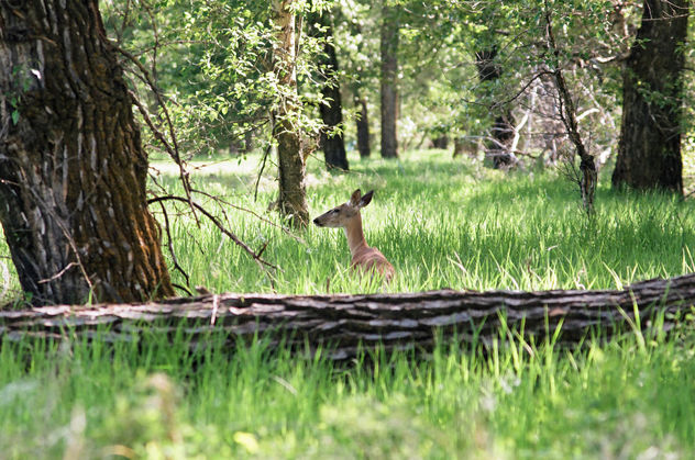 Deer in Fish Creek park - image #282835 gratis