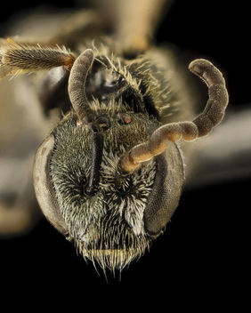 Gynandromorph, Lasioglossum hitchensi, Face, MD, St Mary's County_2014-05-27-16.31.31 ZS PMax - image gratuit #282845 