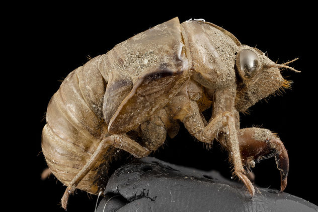 Cicada, shell, upper marlboro, md_2014-07-10-19.57.12 ZS PMax - Kostenloses image #282985