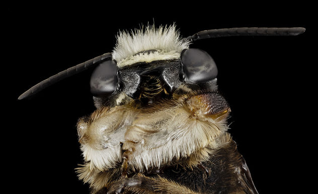 Megachile xylocopoides, m, bottom, md, kent county_2014-07-22-09.10.31 ZS PMax - Free image #283015