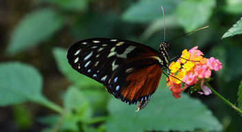 Butterfly | Schmetterling - image #283085 gratis