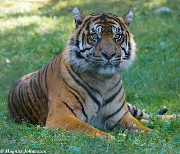 Indian Tiger again at Parken Zoo, Eskilstuna, Sweden - image #283095 gratis