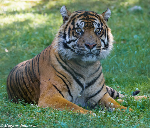 Indian Tiger again at Parken Zoo, Eskilstuna, Sweden - image gratuit #283095 