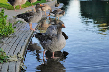 Geese - Kostenloses image #283205