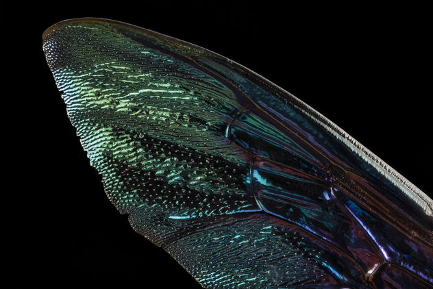 xylocopa pop green, f,thailand, wing_2014-08-14-21.44.37 ZS PMax - Free image #283365