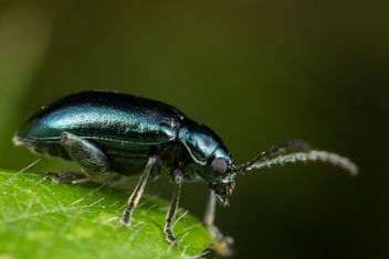 Shiny Blue Beetle - Free image #283385