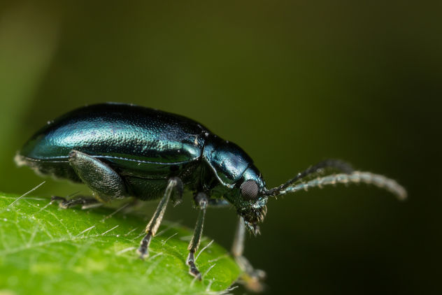 Shiny Blue Beetle - image gratuit #283385 