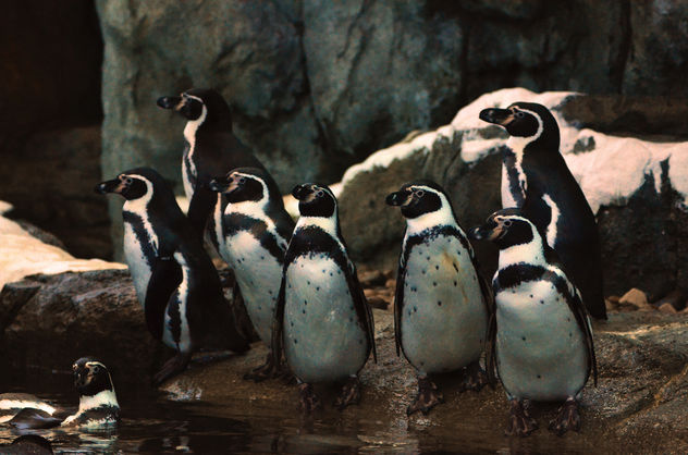 Humbolt Penguin Family Portrait - image gratuit #283535 
