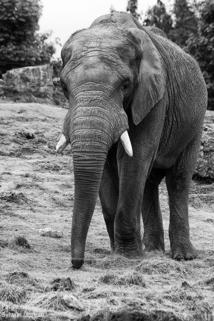 Elephant - image gratuit #283565 