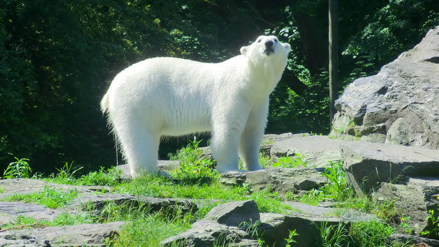 Berlin: Polar Bear, Tierpark Friedrichsfelde - Kostenloses image #283595
