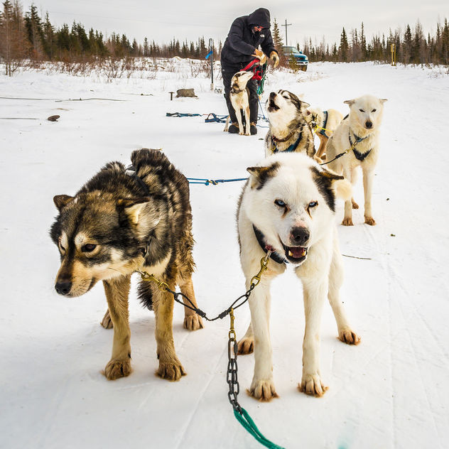 Sled Dogs - Kostenloses image #283625