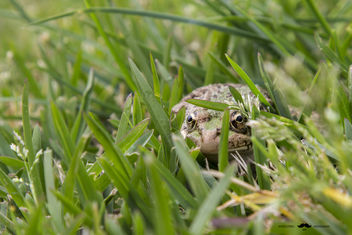 Friendly Frog - бесплатный image #283665