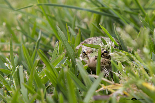 Friendly Frog - image gratuit #283665 