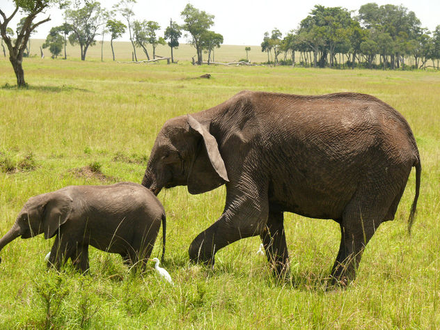 Elephants in the Mara ! - image #283845 gratis