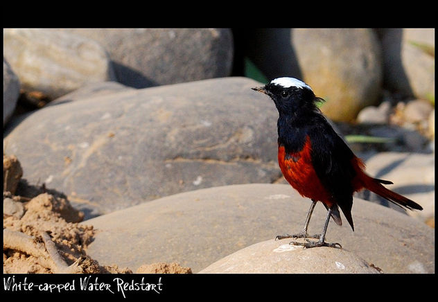 White-Capped Water-Redstart - Kostenloses image #284085