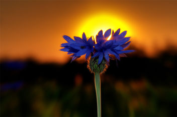 sonnenuntergang hinter blauer kornblume - image gratuit #284275 