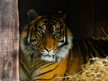 Tiger - бесплатный image #284295