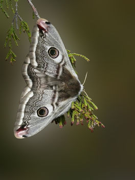 Small Emperor moth - Free image #284435