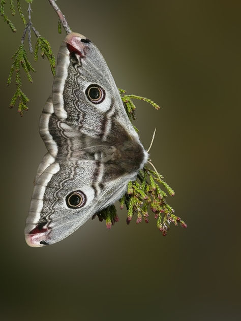 Small Emperor moth - image #284435 gratis