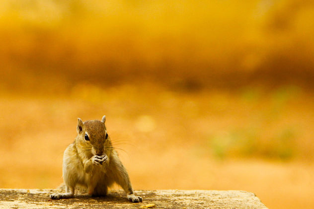 Squirrel - 2 - image #284505 gratis